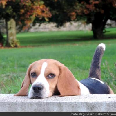 Repose-tête  pour un Beagles