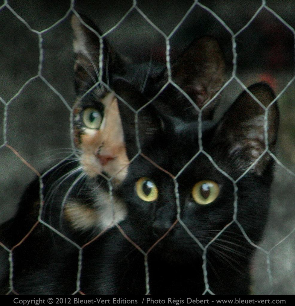 A travers la clôture