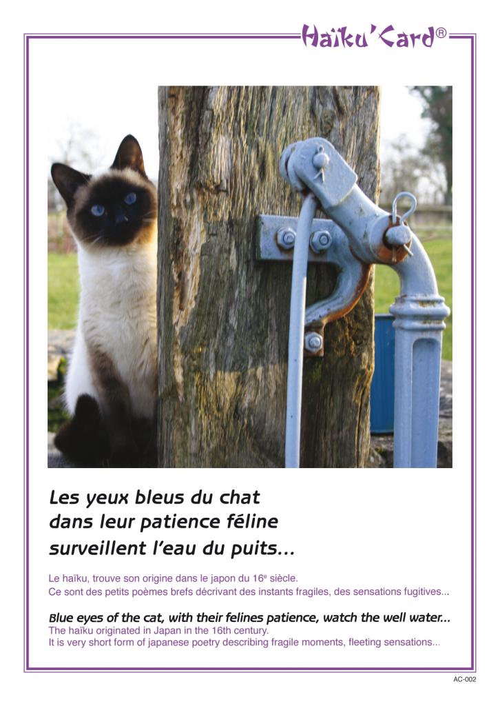 Le Chat au Puits