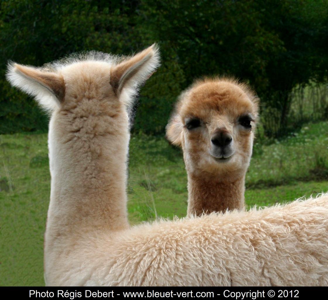 Les Alpagas de Chantal