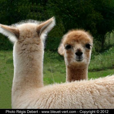 Les Alpagas de Chantal