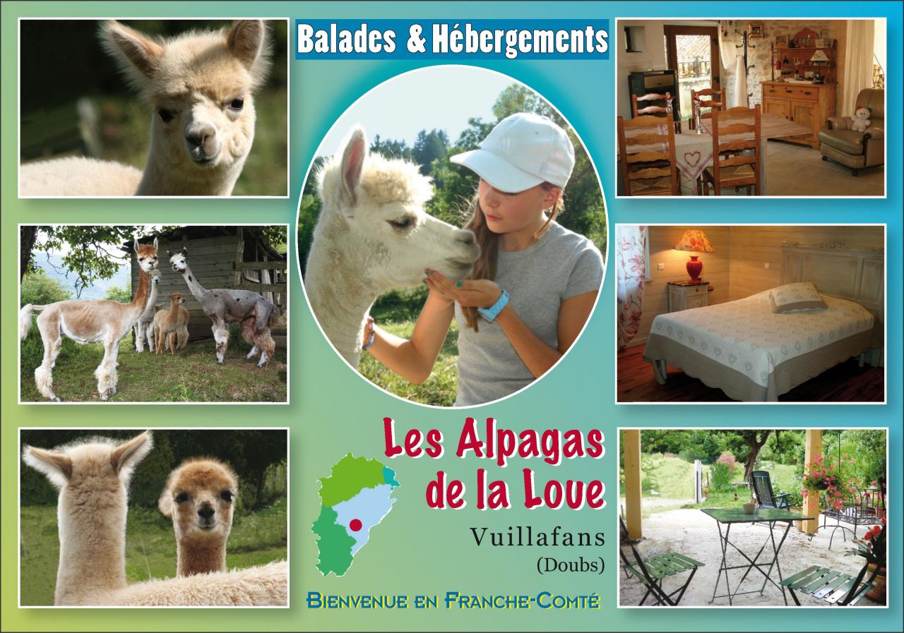 Alpagas de la Loue_V°