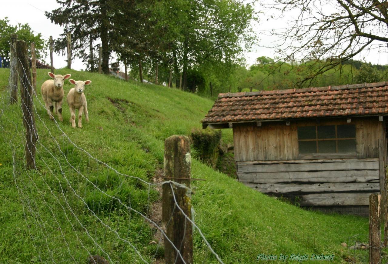 Cabane des agneaux