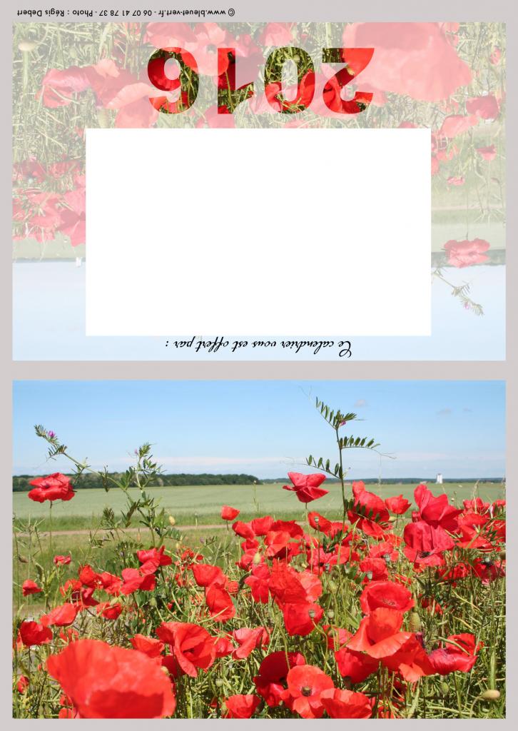 Les coquelicots