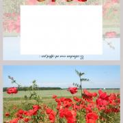 Les coquelicots