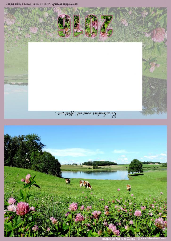 Les vaches aux treffles