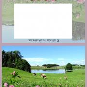 Les vaches aux treffles