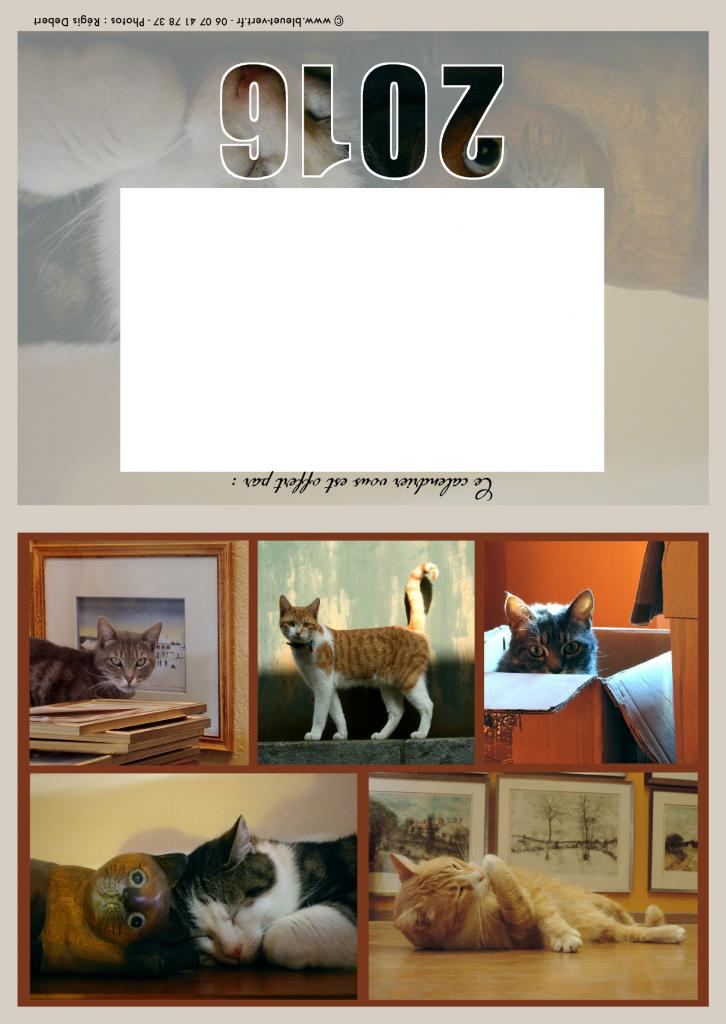 Les chats (série ambre)