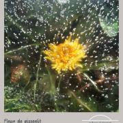 Caprice du printemps