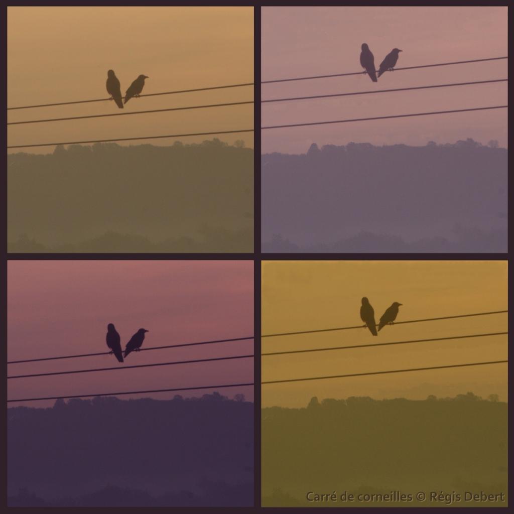 Carré de corneilles