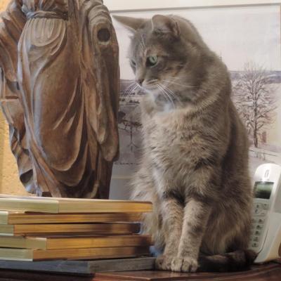 Chat d'antiquaire