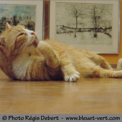 Chat d'artiste