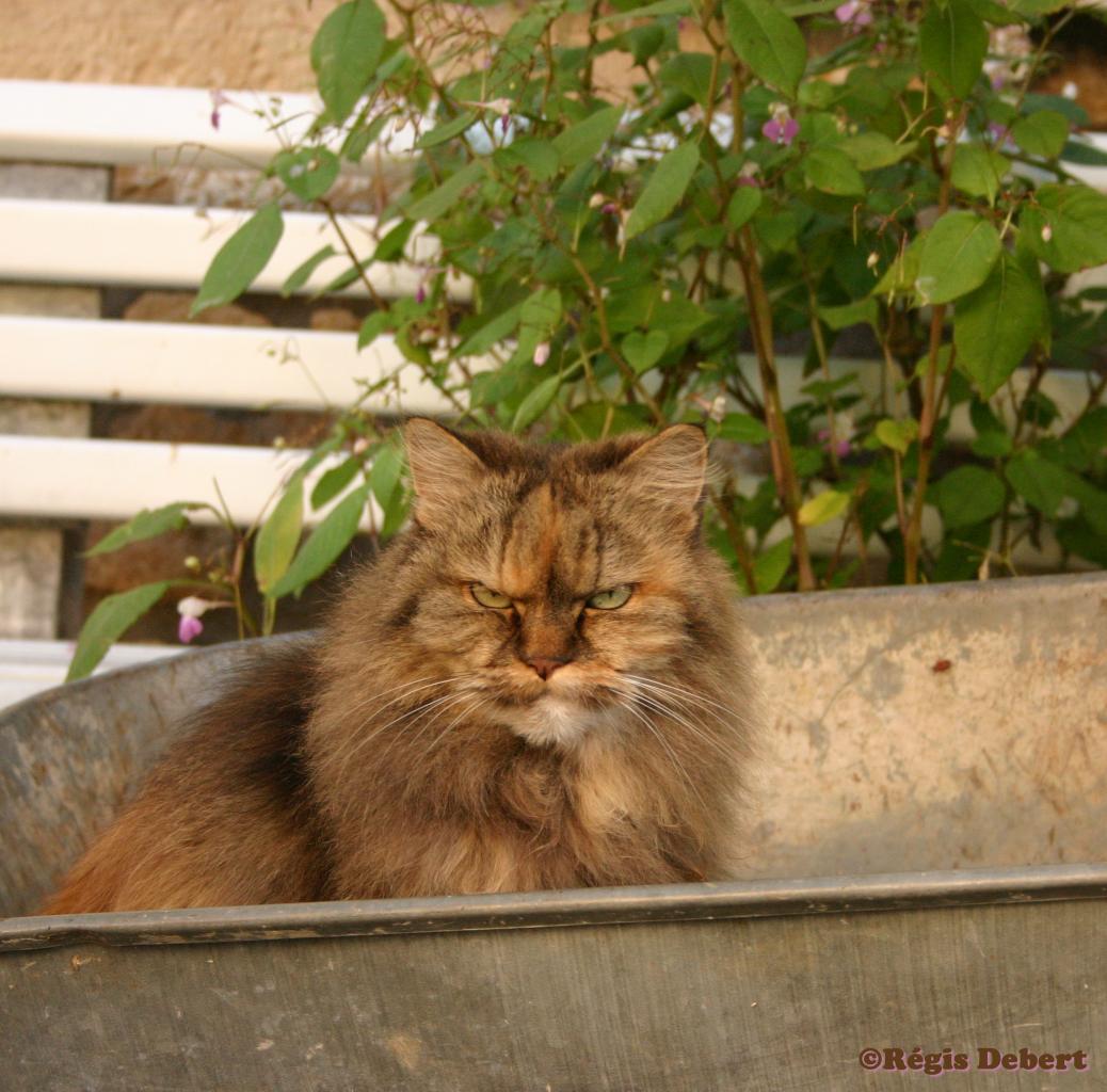 Chat dans la brouette