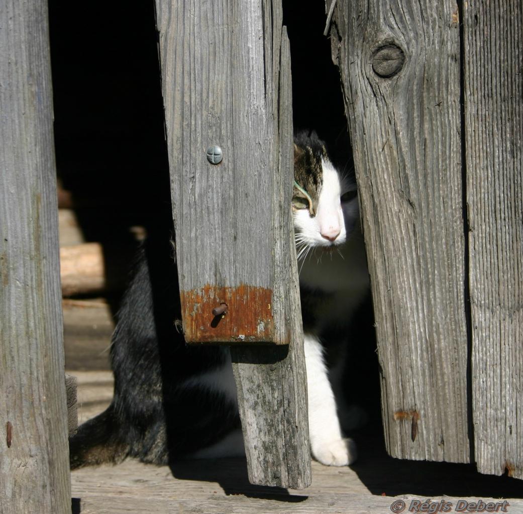 Chat dans la grange