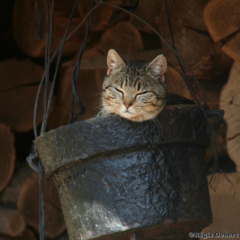 Chat dans le chaudron