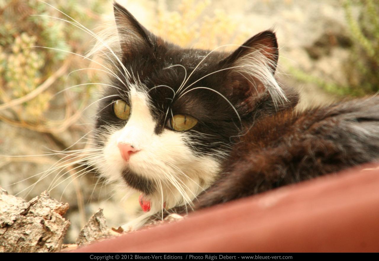 Sieste sur la cabane du jardinier