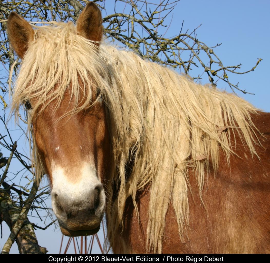 Cheveux au vent