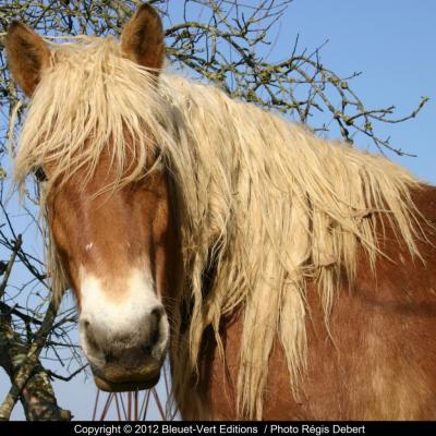 Cheveux au vent