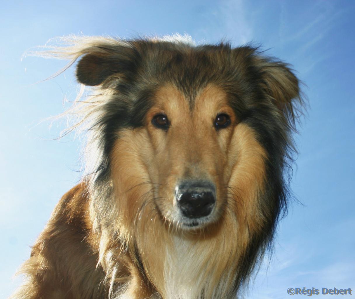Chien dans la lumière