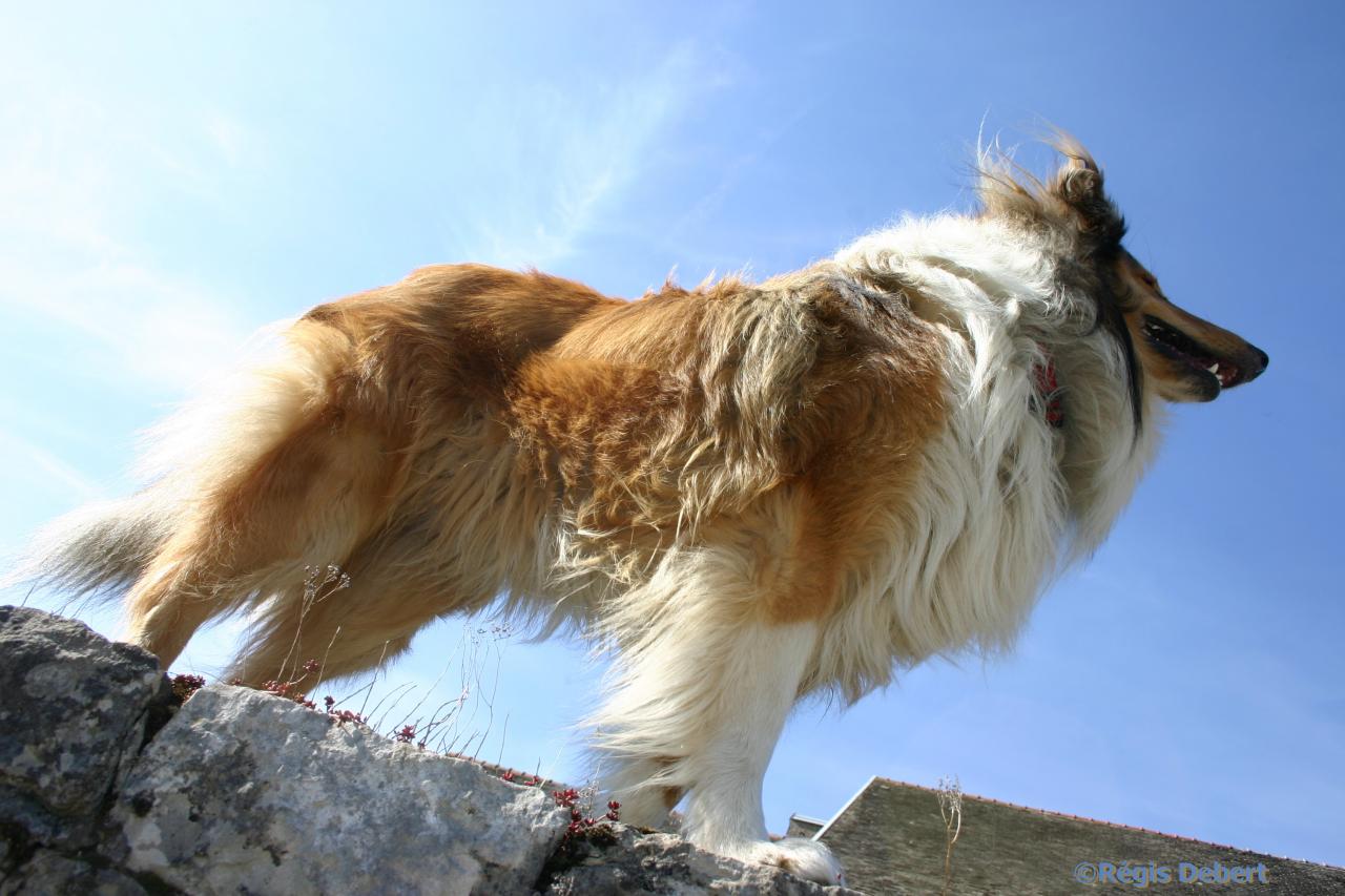 Colley sur le mur
