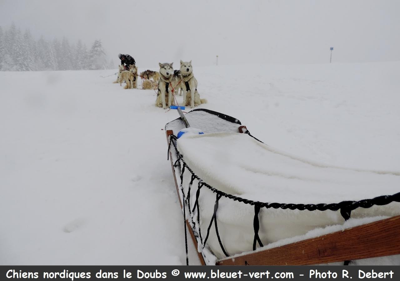 Chiens nordiques dans le Doubs à Rochejean.