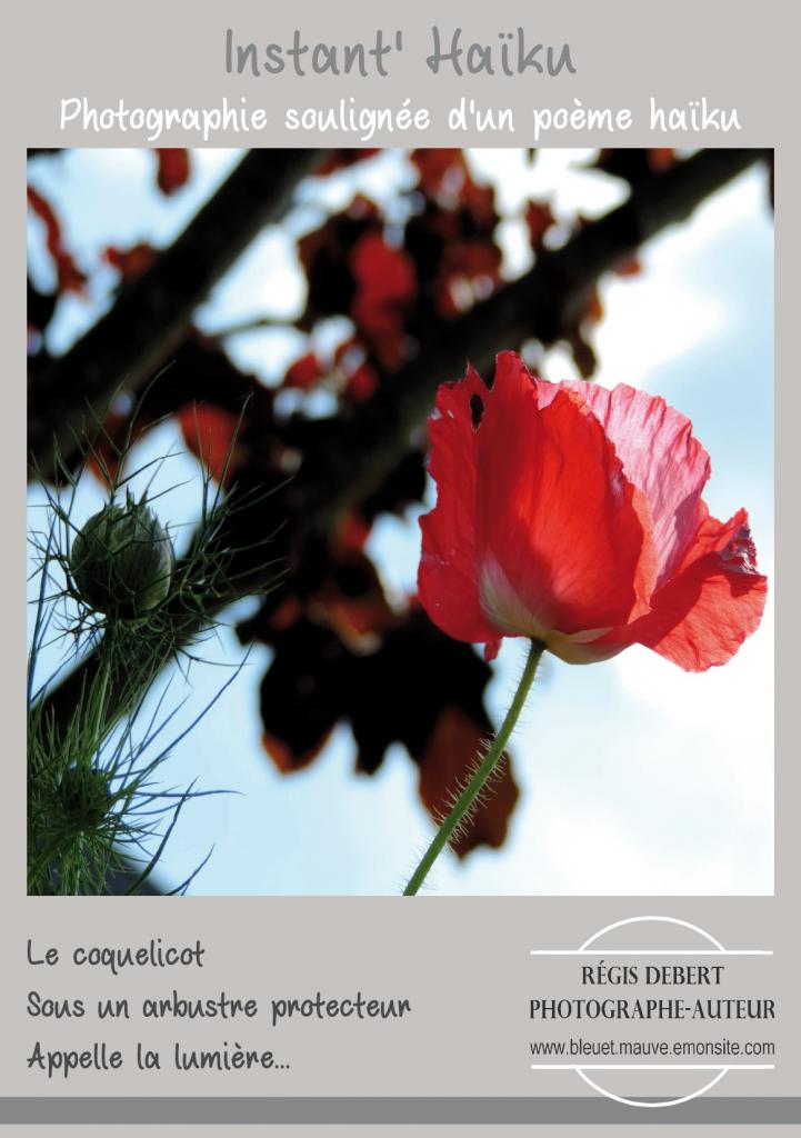 Coquelicot