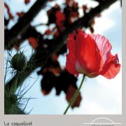 Coquelicot