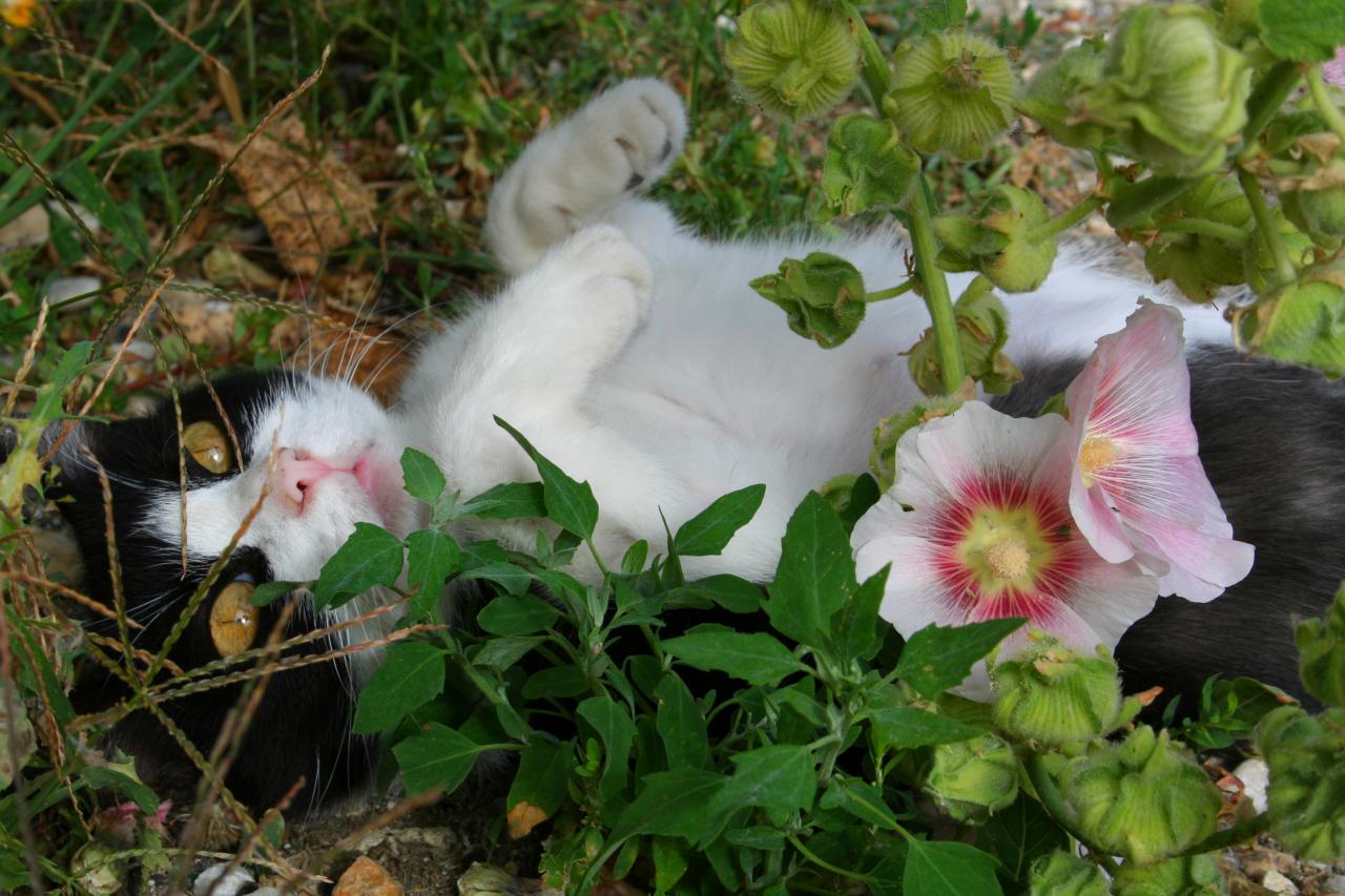 Couchée sous les liserons