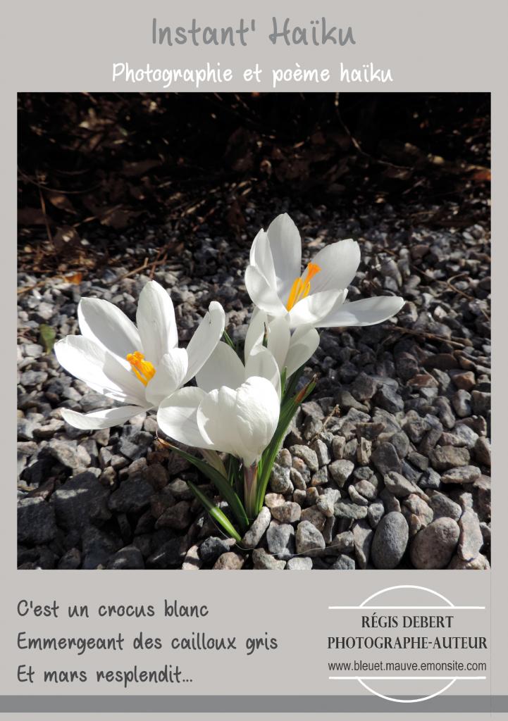 Crocus blanc