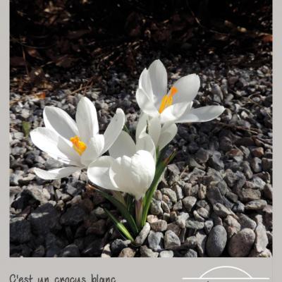 Crocus blanc