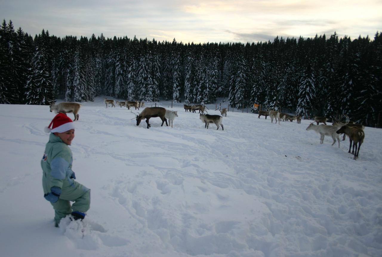Danse avec les rennes