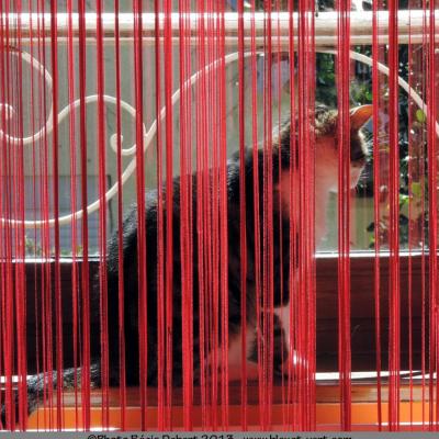 Derrière les fils rouges