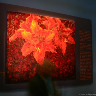 Fleurs incandescentes