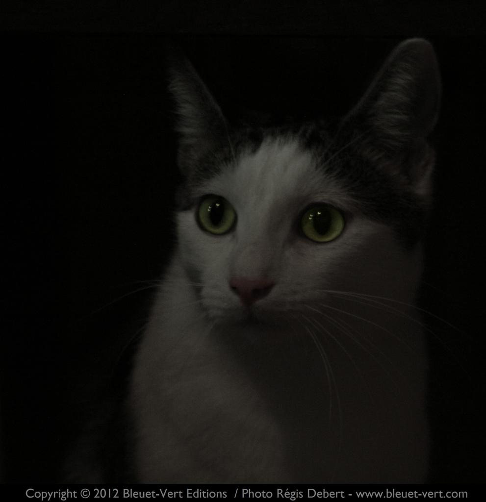 Frimousse dans la pénombre