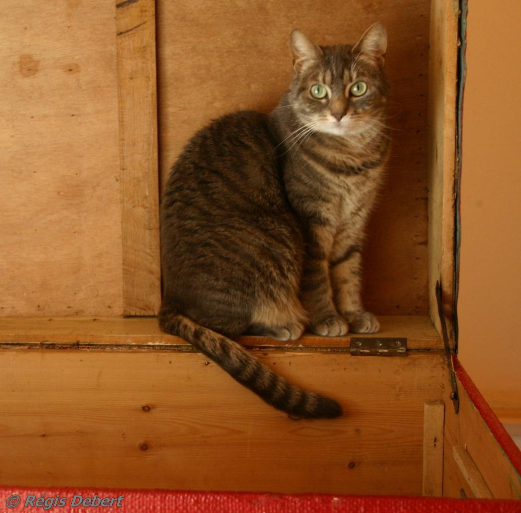 Honnit chat qui malle y pense