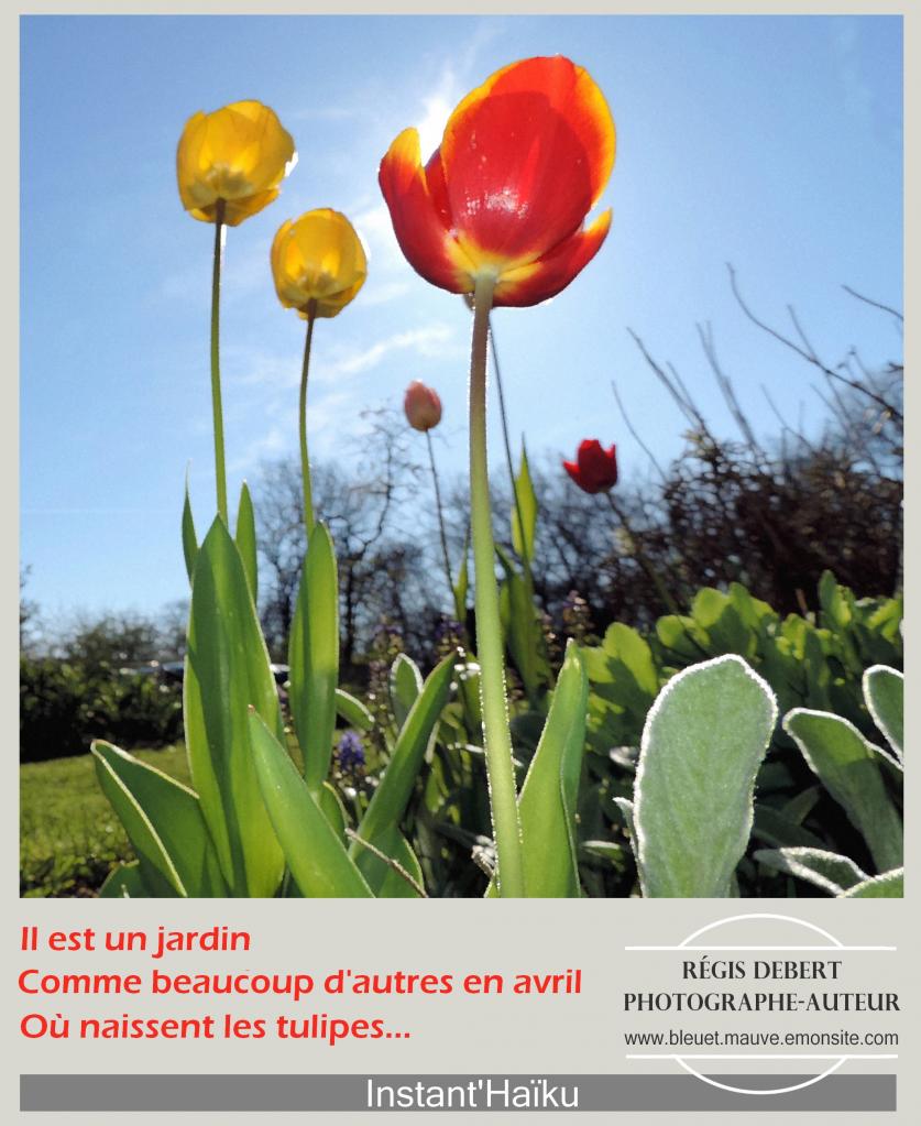 Les Tulipes