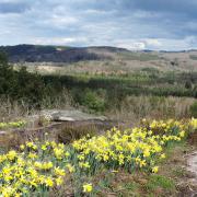 Jonquilles à Clédat