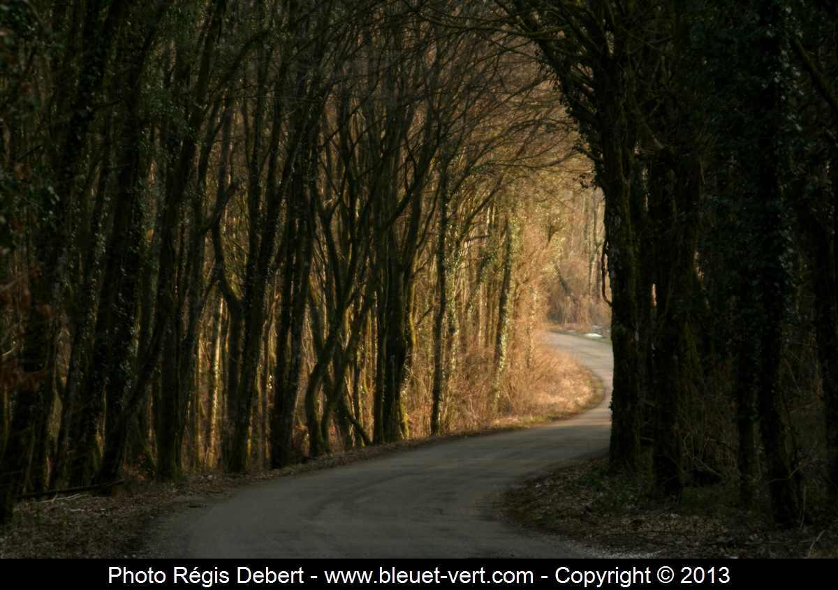L'arche de la forêt