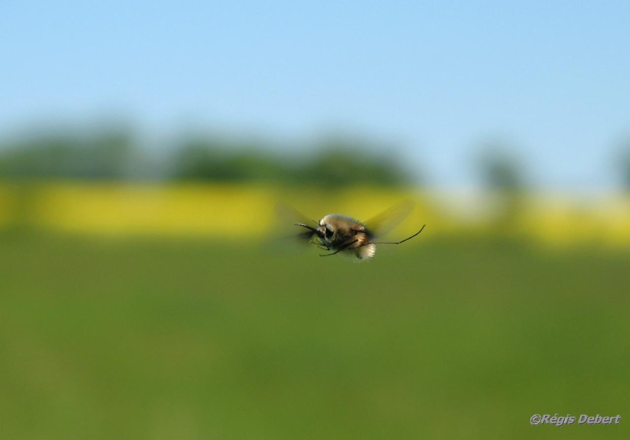 Drône d'espion volant - 2