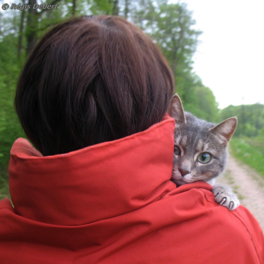Le chat porté