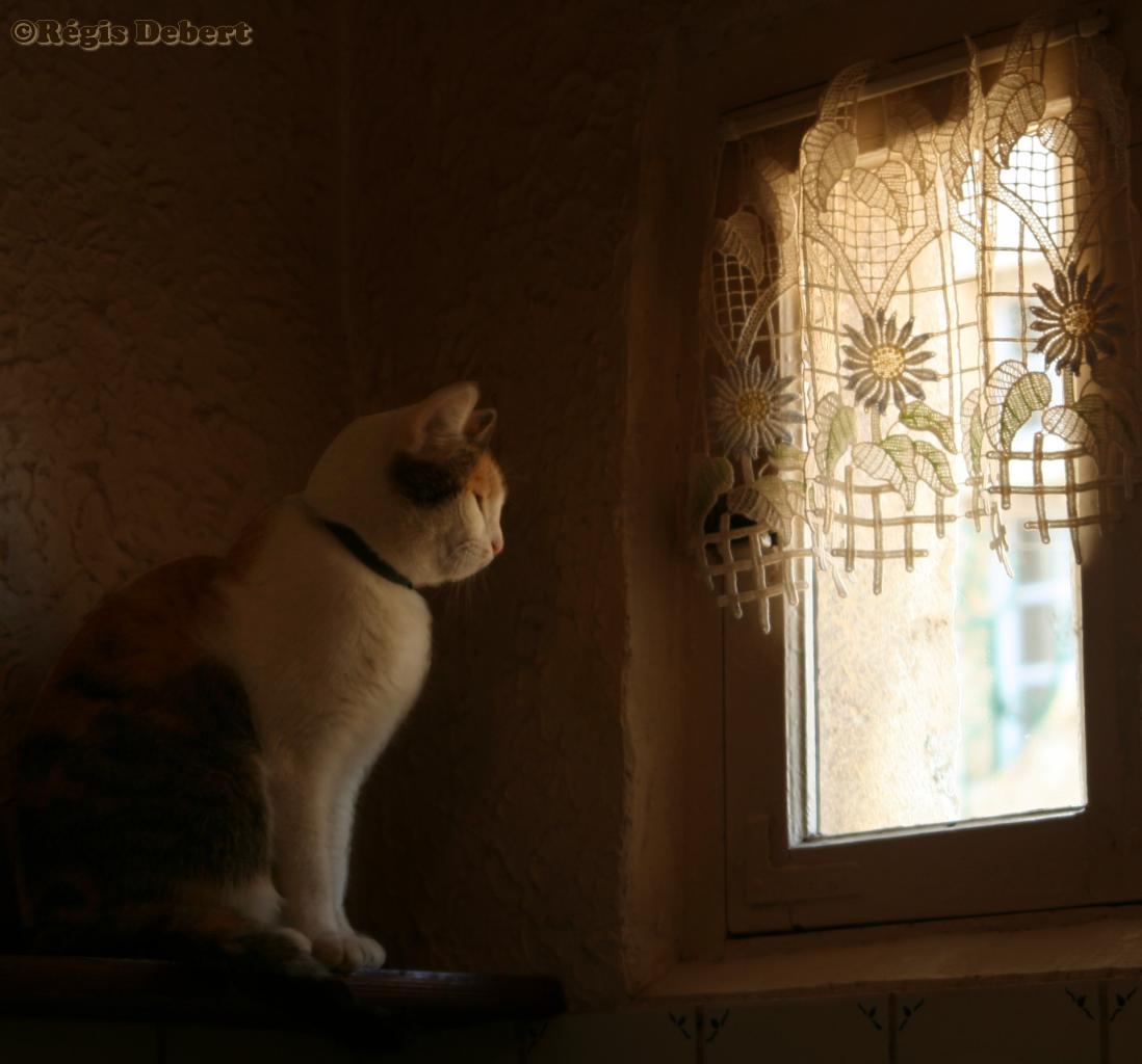 Les yeux derrière la fenêtre