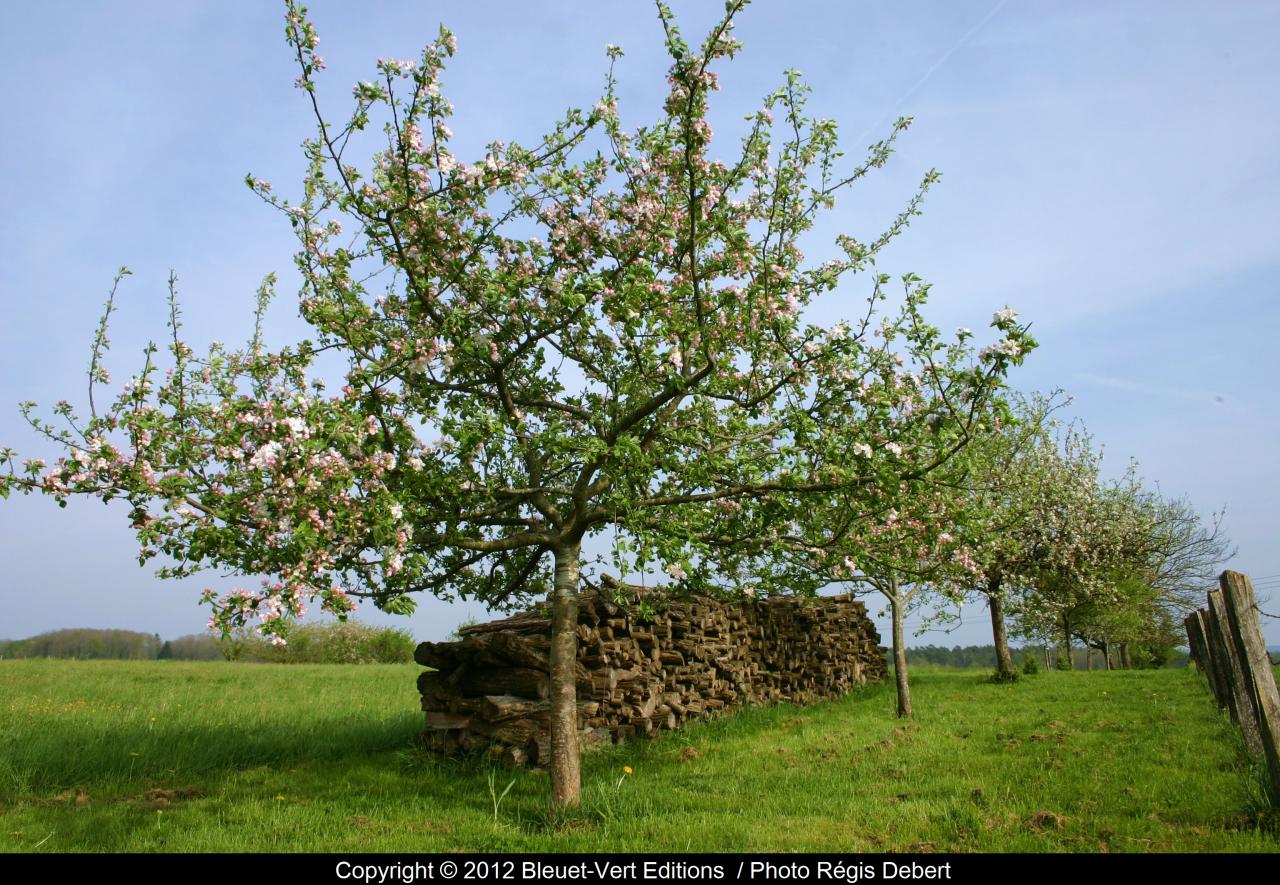 Ligne de pommiers en fleurs