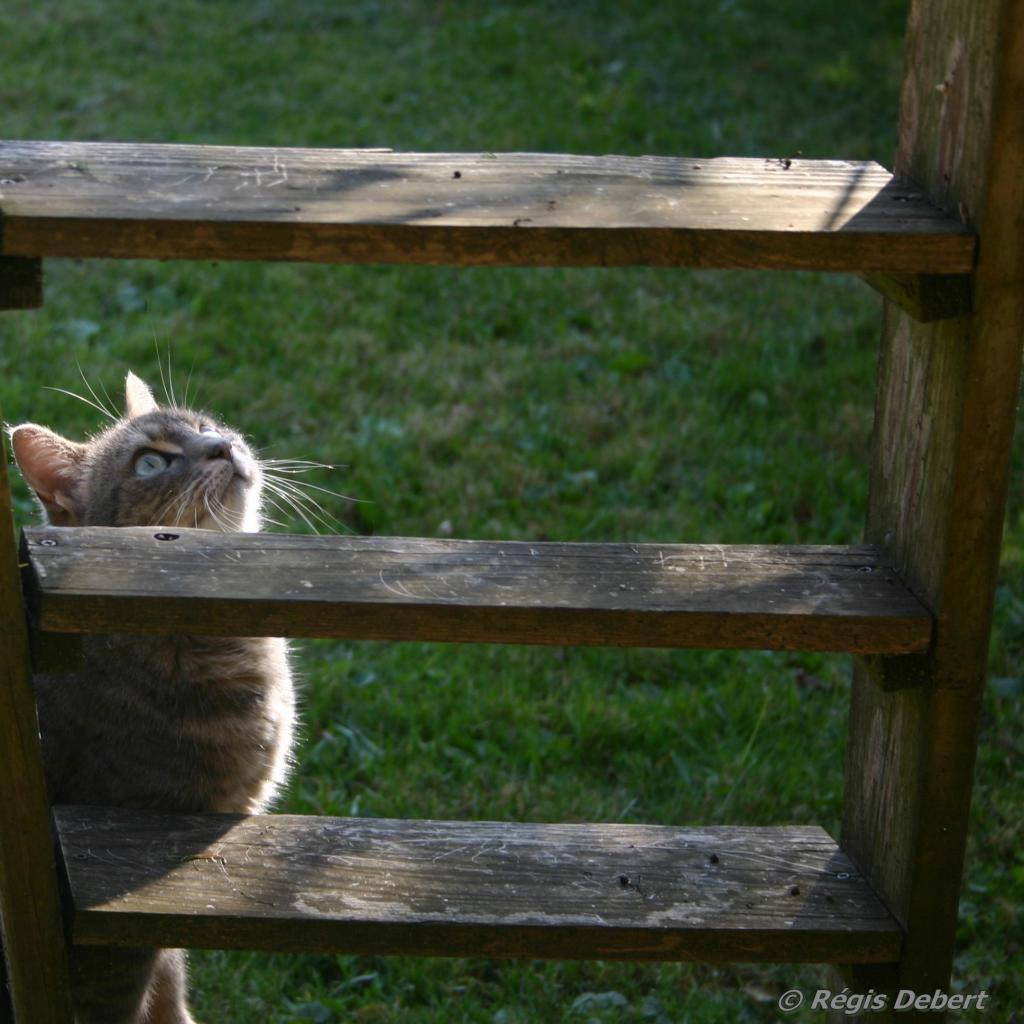 Marches pour les chenaux