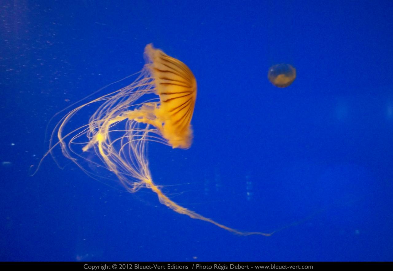 Méduses dans l'azur-1
