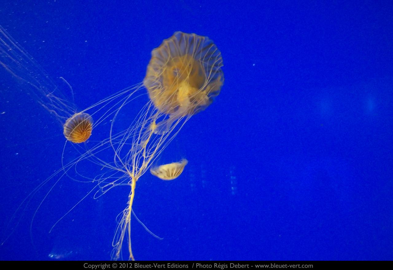 Méduses dans l'azur-2