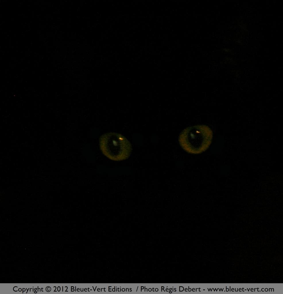 Observer in the night