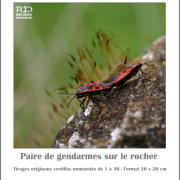 Paire de Gendarmes sur le rocher