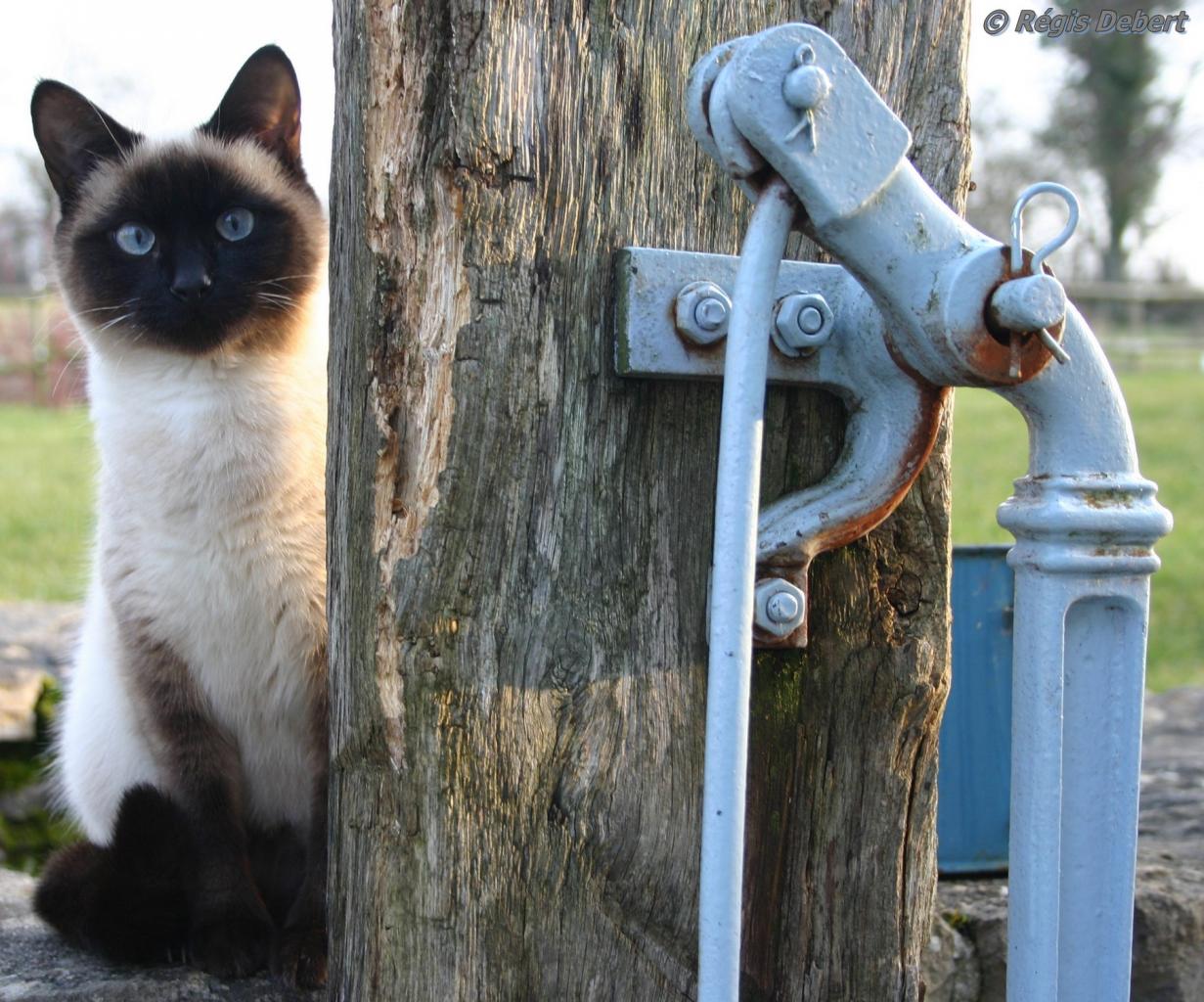 Pompe aux yeux bleus
