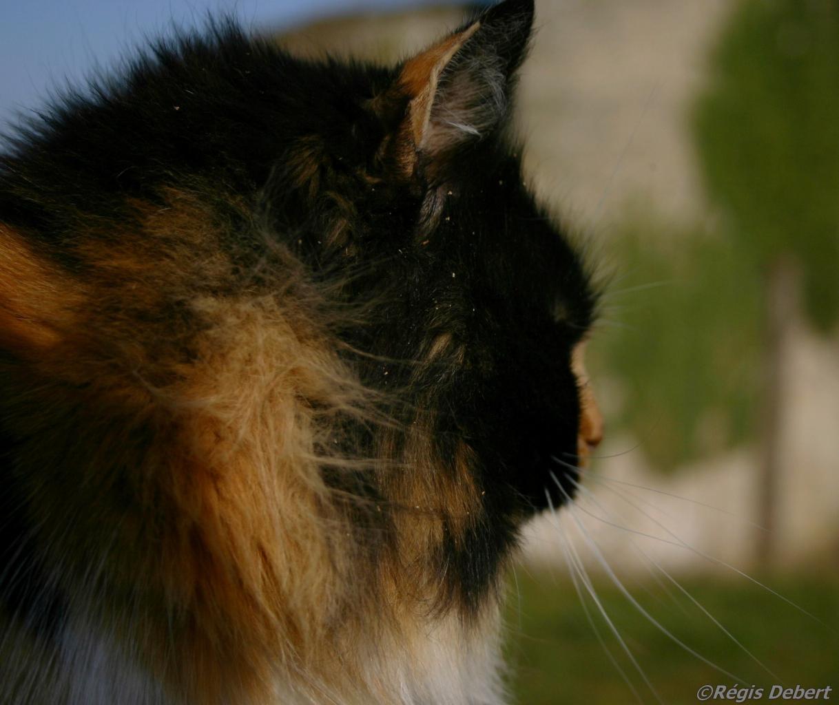 Pompon à moustaches