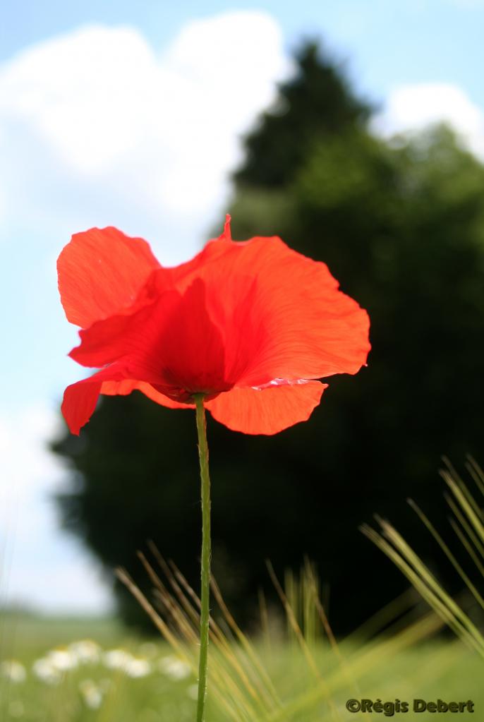 Fier et si fragile à la fois : le coquelicot